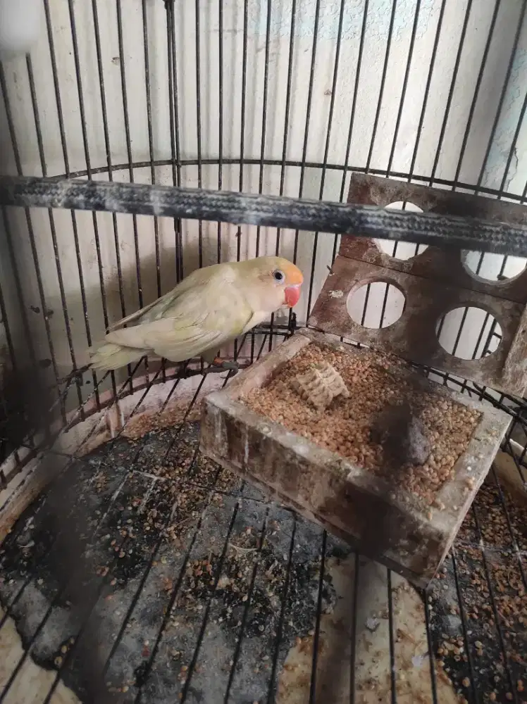 LOVEBIRD PB PASTEL usia 4 bulan