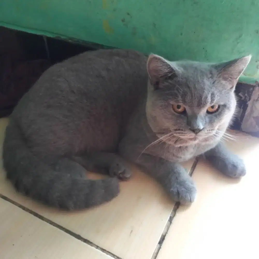 kucing british shot hair