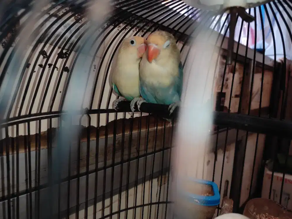 PAUD LOVEBIRD SEPASANG PB PIED X PB VIOLET