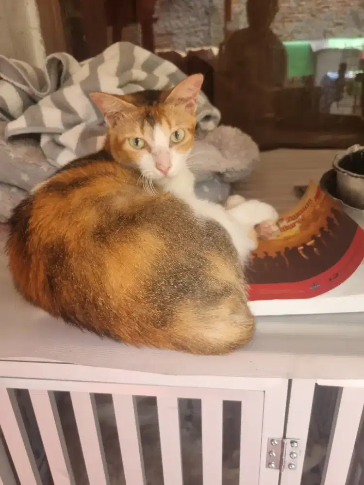 Dicari pria bisa urus anjing kucing