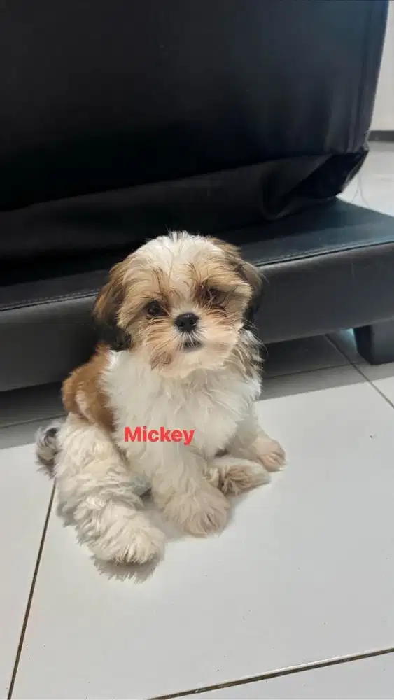Puppy shitzu tricolour