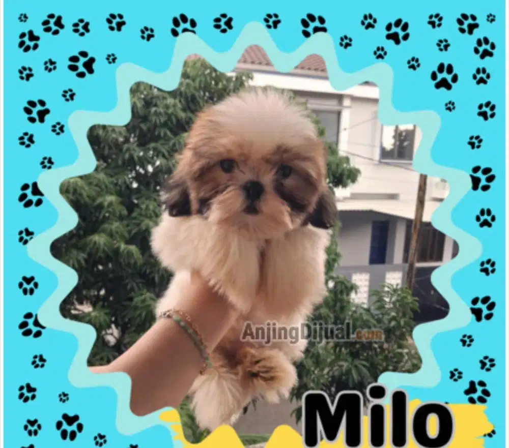 Puppy shitzu tricolour