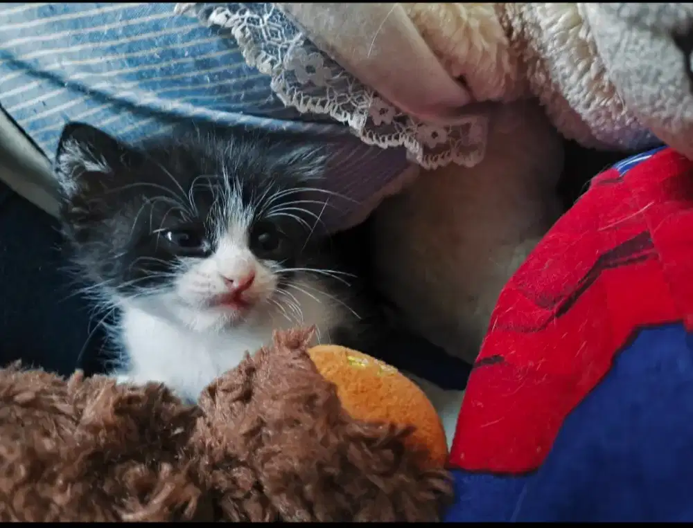 Kucing Persia Mix Dom Tuxedo Jantan [ Open Addopt ]