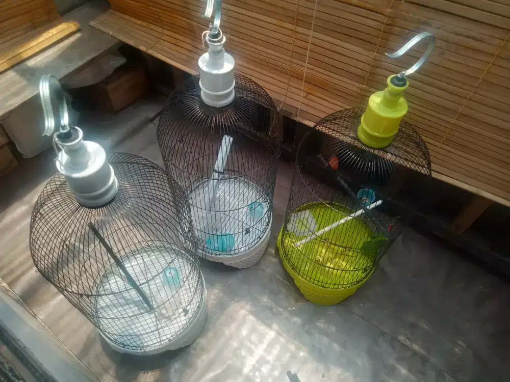 Kandang burung kenari Lovebird