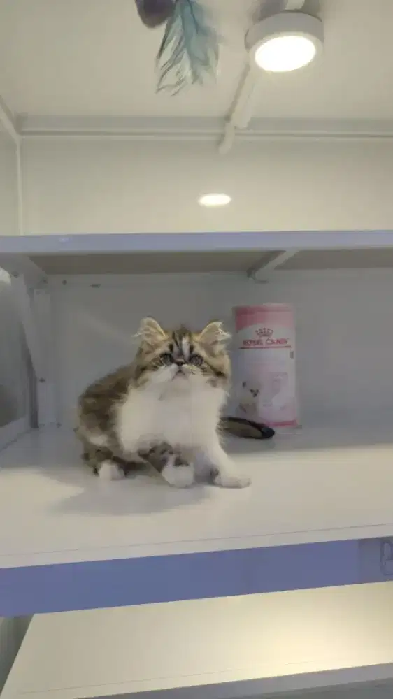 Kitten persia peaknose Longhair super lucu