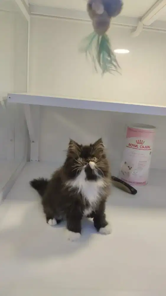 Kitten persia peaknose Longhair