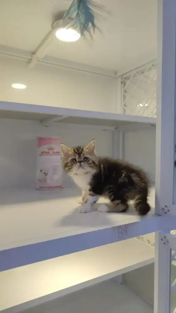 Kitten persia pesek super aktif peaknose