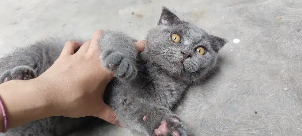 Kucing BSH fold jantan, munchkin non standard