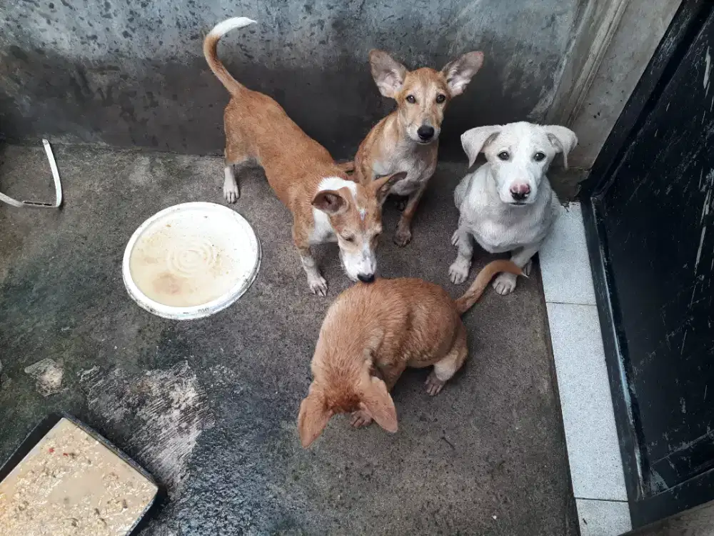 Pupi imut imut dan lincah