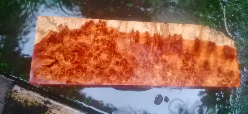 Kayu Eksotis Amboyna Burl 47 x 15 x 6,5 cm