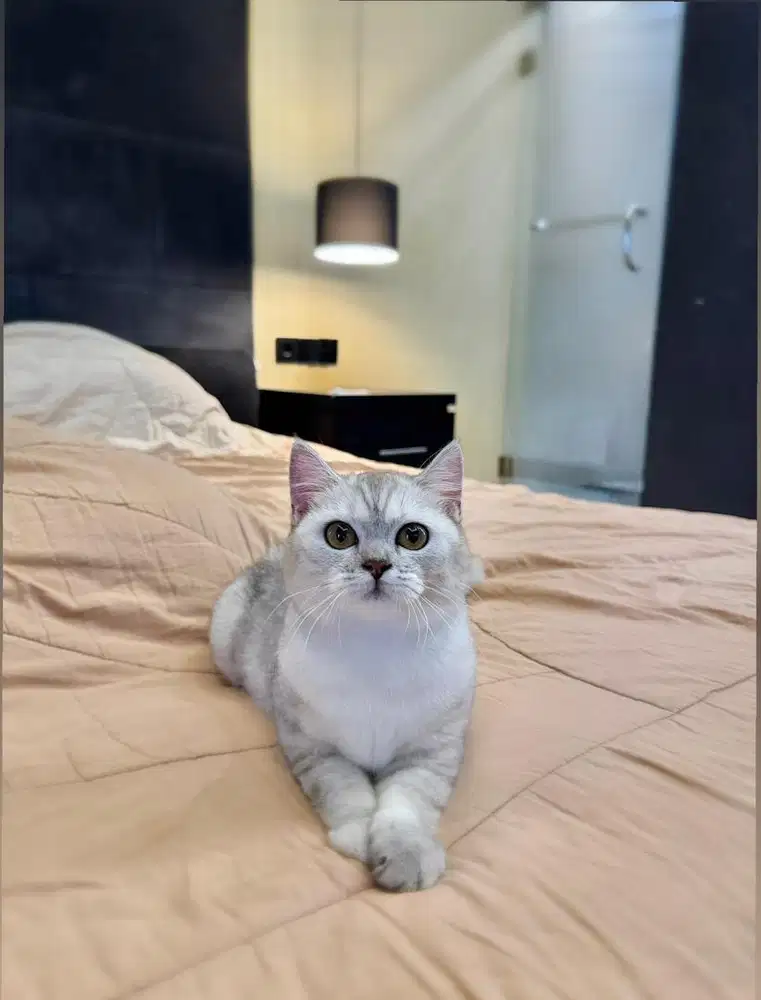 Kucing British Shorthair Silver FEMALE BSH SF