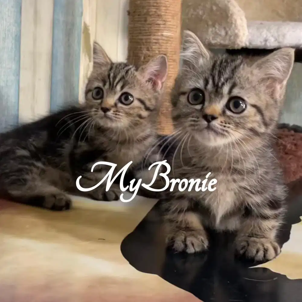 Kucing munchkin british jantan