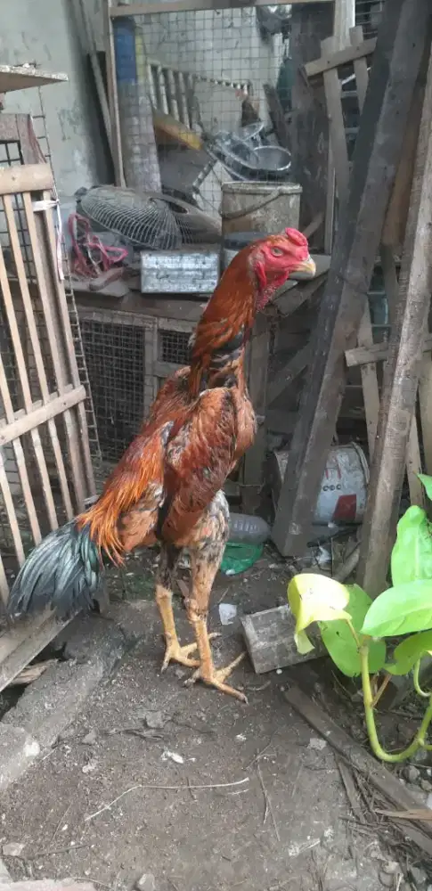Dijual ayam shamo murah