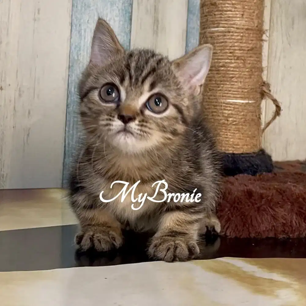 Kucing munchkin british shorthair ada 2 ekor