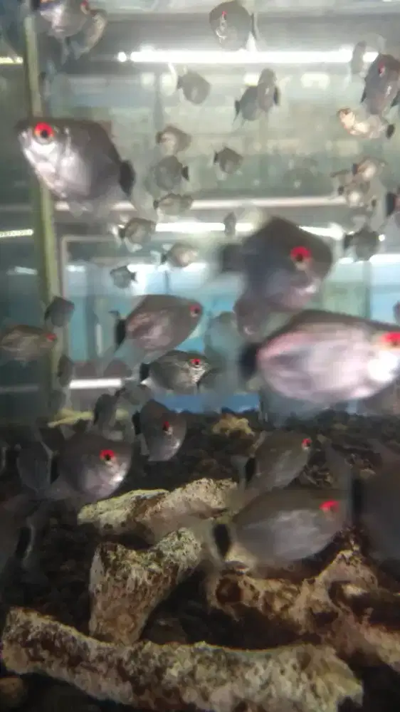 Ikan manosa red eye isi 10 ekor
