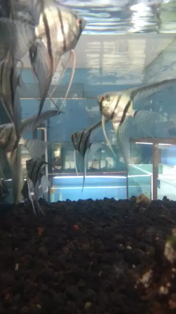 Ikan manfsh blue pinoy isi 3 ekor