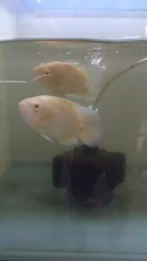Ikan Oscar albino