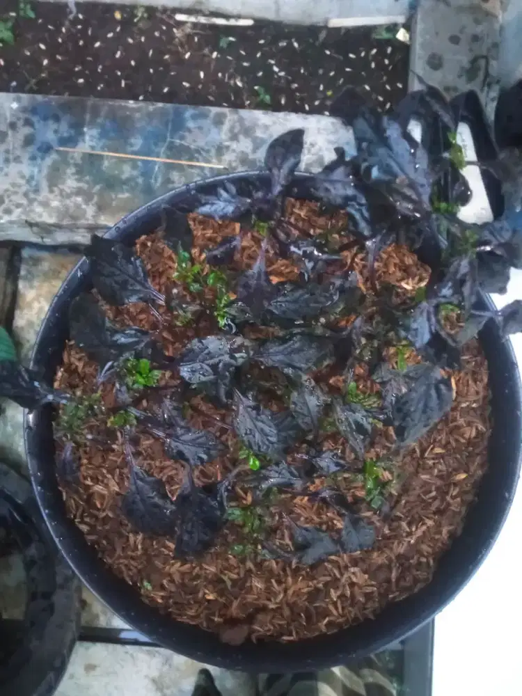 Tanam cabe hitam berbunga siap berbuah lebat