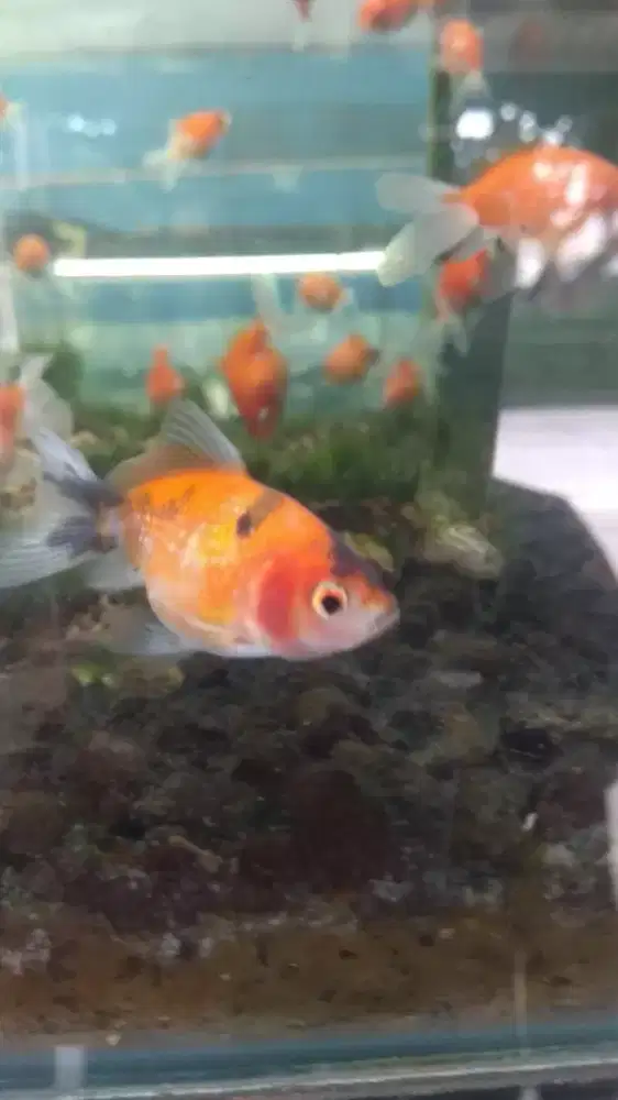 Ikan mas Koki mutiara isi 5 ekor