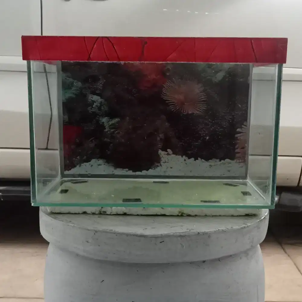 Aquarium seperti baru