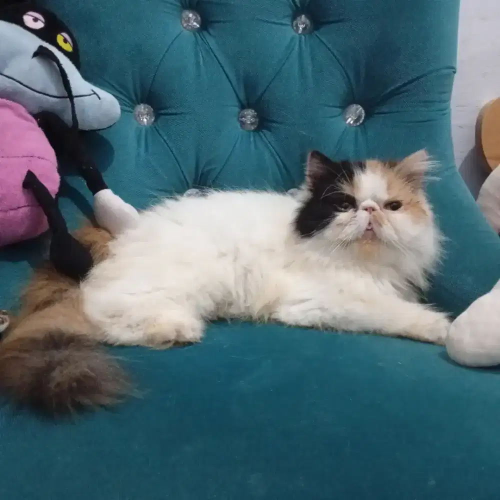 Kucing cantik calico