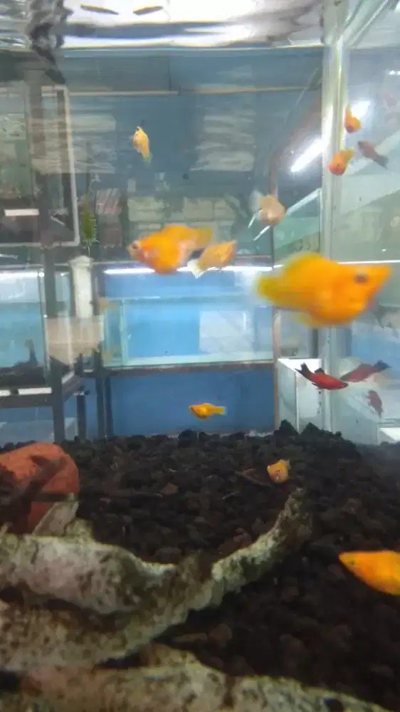 Ikan molly golden balon isi 10 ekor