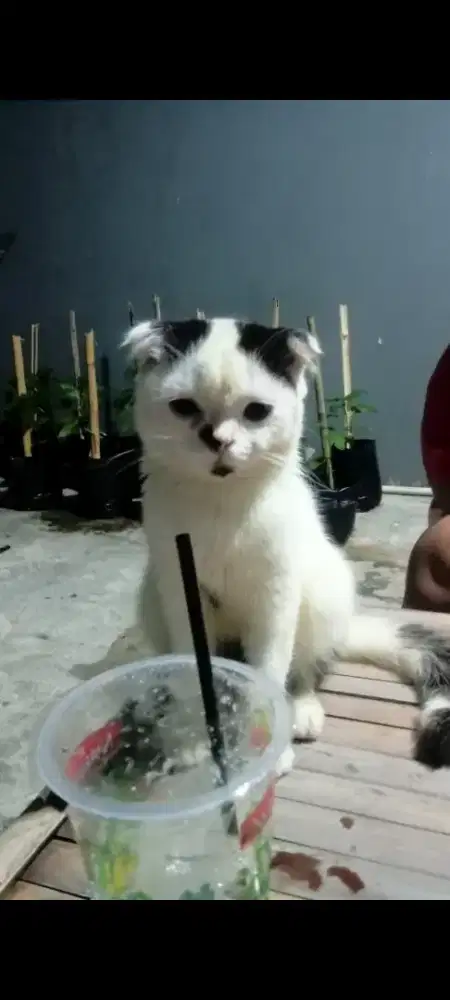 scottish fold usia 6bln belum birahi