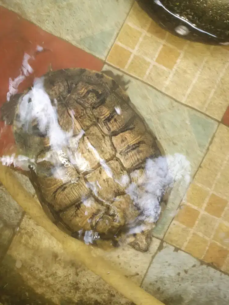 KURA KURA AIR TAWAR BAGUS