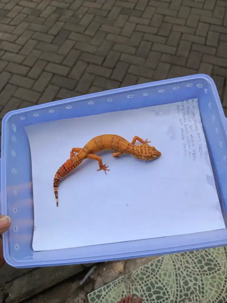 Leopard Gecko Tremper Lavender Betina