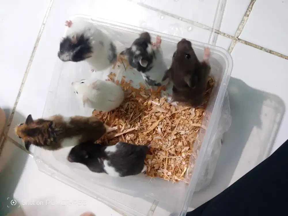 Hamster syrian indukan