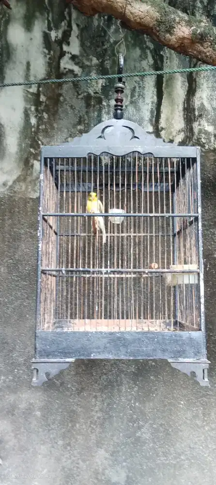 Kenari Jantan Muda Afs