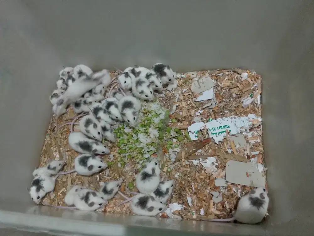 Tikus asf pakan hewan predator