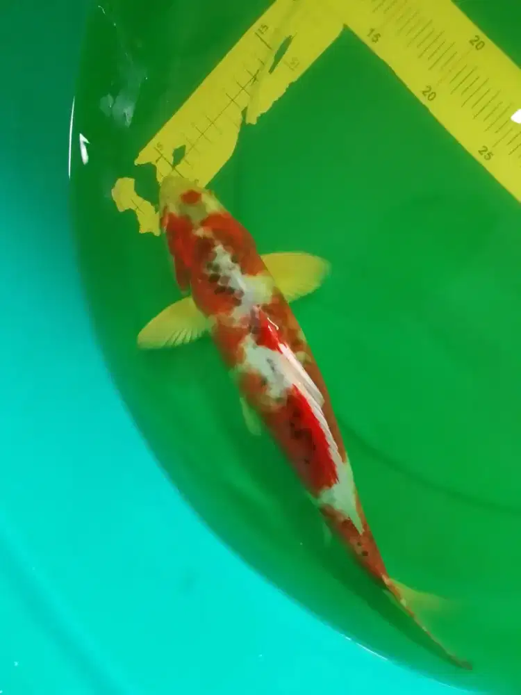 Ikan koi jenis Goshiki 40cm warna merah strong