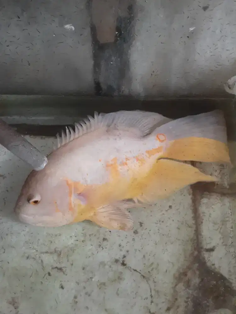 ikan oscar slayer 30cm