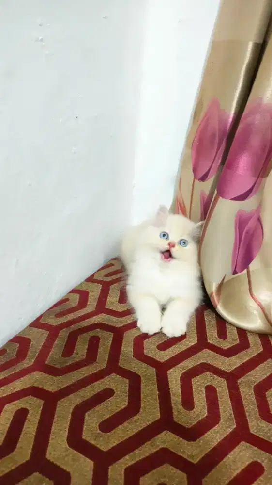 Kitten Persia jantan mix Himalaya