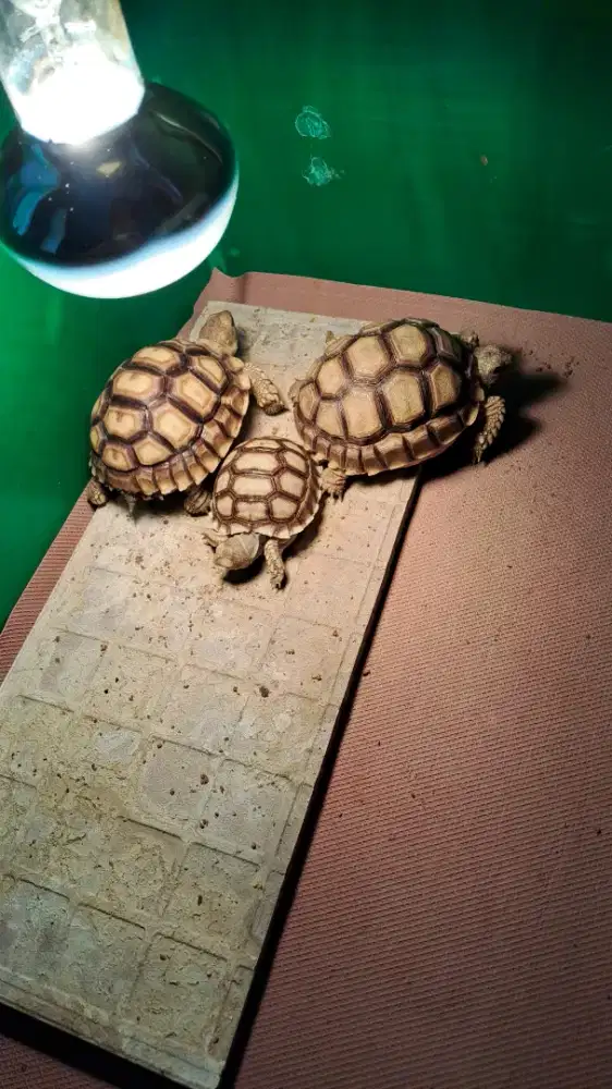 3 ekor sulcata 5,5 dan 7,5cm up