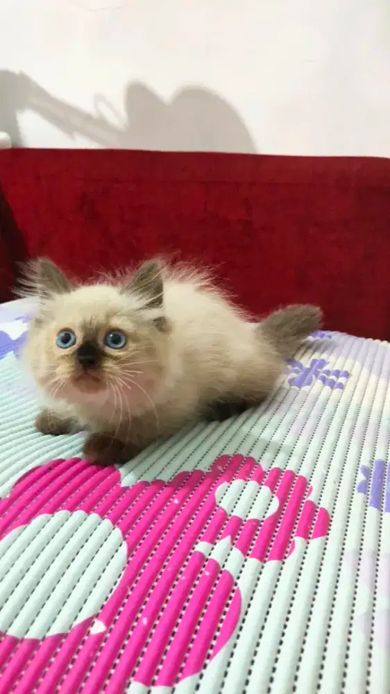 Kitten Himalaya mix ragdol