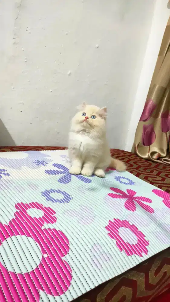 Kitten Himalaya mix ragdol