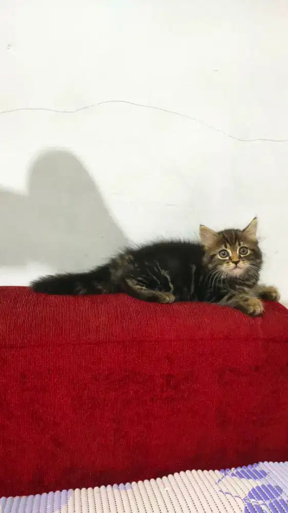 Kitten Persia betina