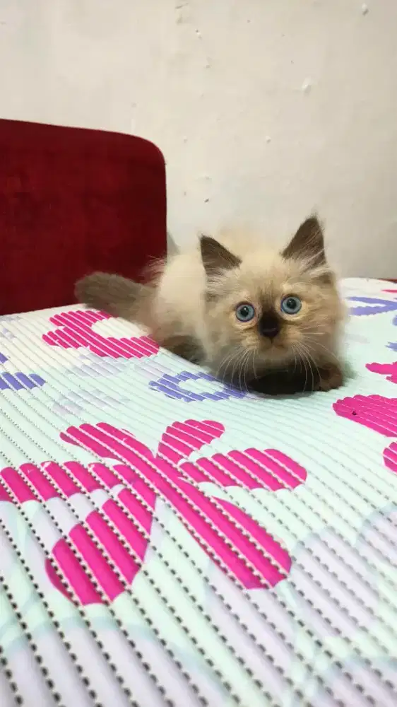 Kitten Himalaya mix ragdol