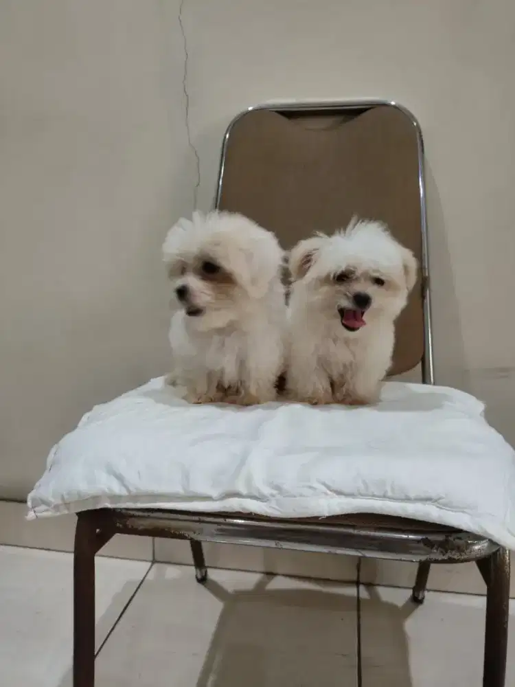 Maltipoo puppies jantan & betina ( maltese x poodle )