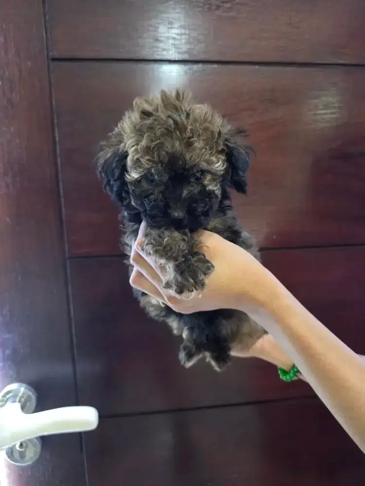 Poodle Phantom betina dan jantan