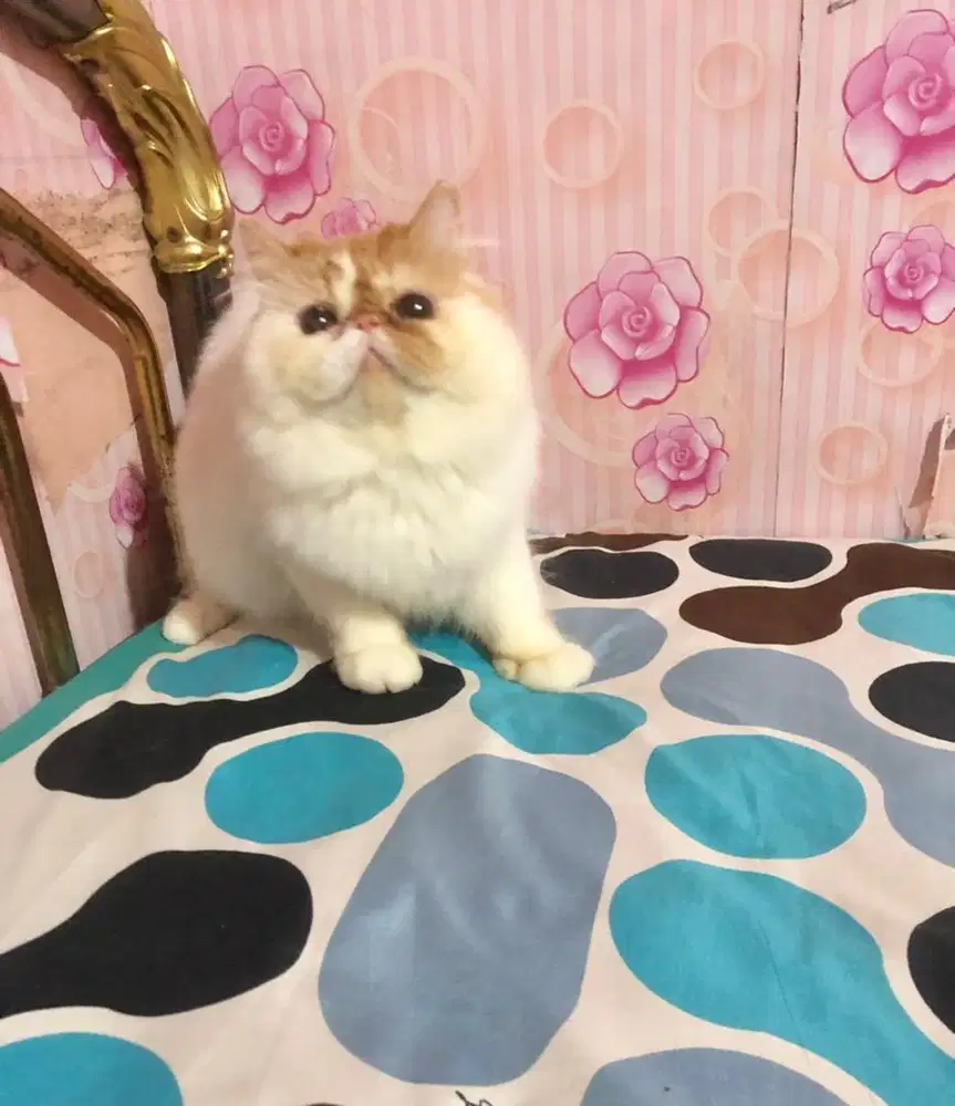 Kucing Peaknose Jantan LH Good Anatomy