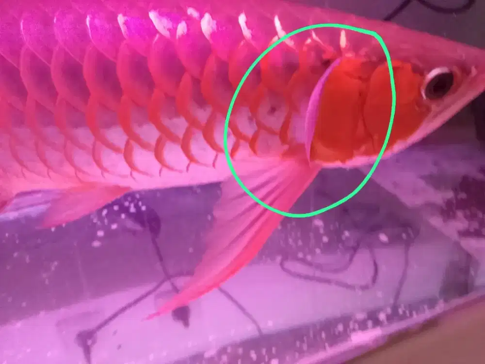 Jual ikan arwana merah, gold,silver  ukuran 45 cm