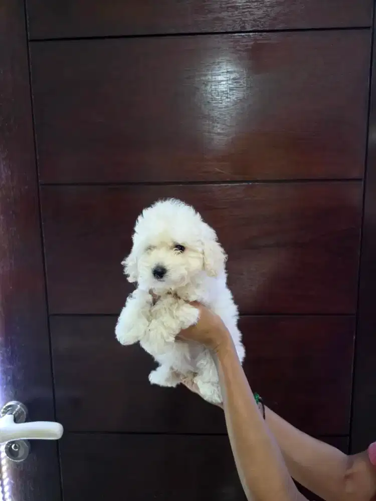 Poodle putih kosongan