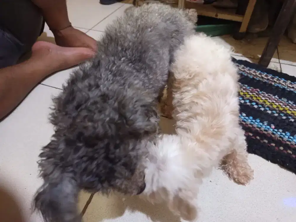 Poodle Indukan Hamil