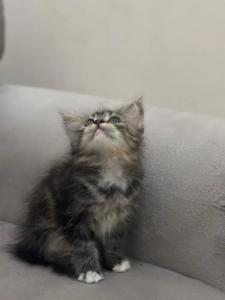 Mainecoon kitten betina