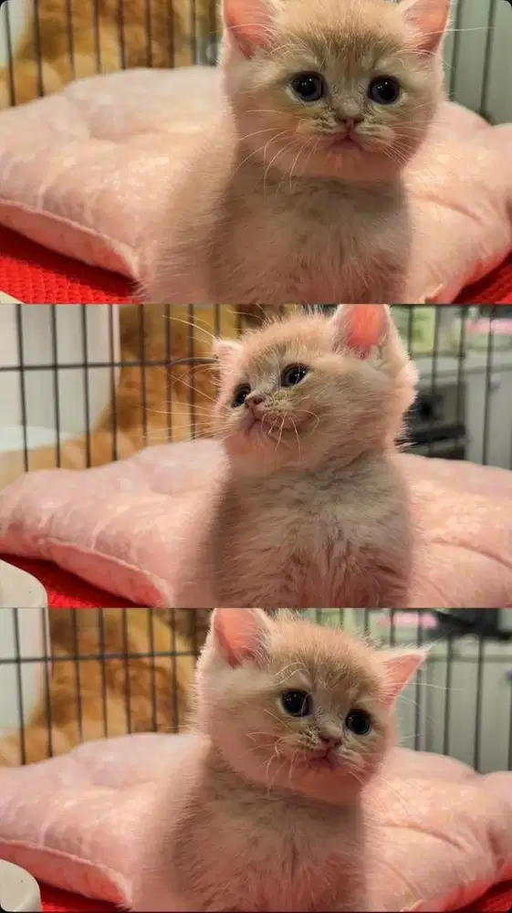 Kitten BSH )British Short Hair) Golden AY12