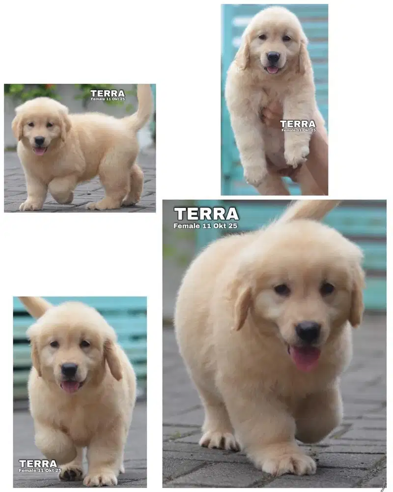 Golden retriever jantan & betina puppy