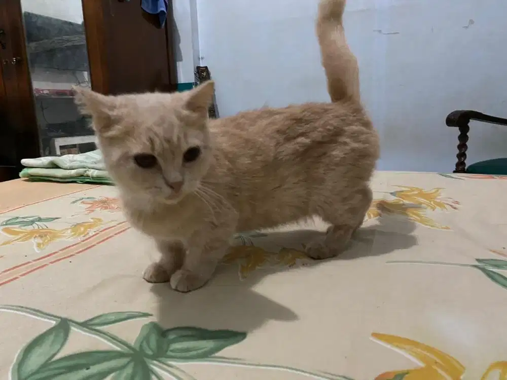 Kucing BSH British Shorthair x Munchkin Betina